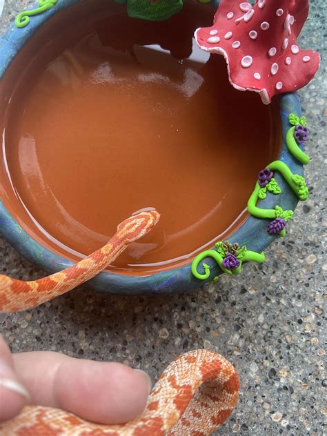 Jelly bean having a jelly brain :) : r/cornsnakes